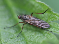 Empis opaca