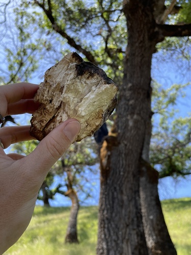 iNaturalist observation photo of Western Hardwood Sulphur Shelf