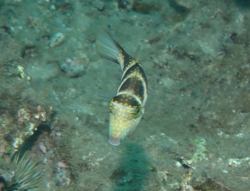 Banded sharpnose pufferfish (Canthigaster coronata) — Tetraodontidae — 4