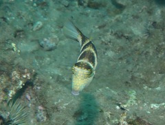 Canthigaster coronata