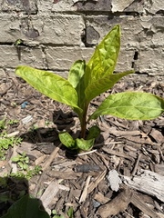 Phytolacca americana