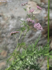 Chaetosciadium trichospermum