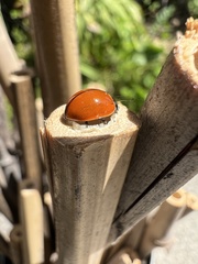 Coccinella californica