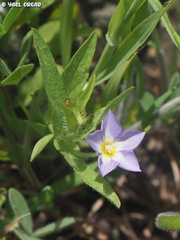 Convolvulus pentapetaloides
