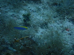 Halichoeres cyanocephalus
