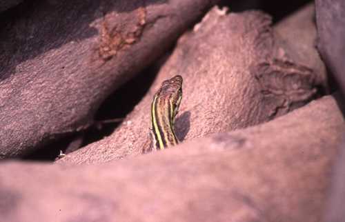 Podarcis peloponnesiacus