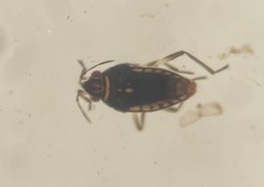 Microvelia hinei