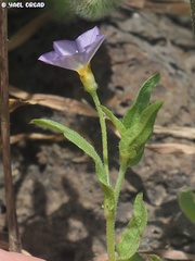Convolvulus pentapetaloides