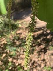 Coccoloba barbadensis