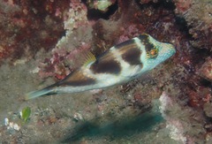 Canthigaster coronata