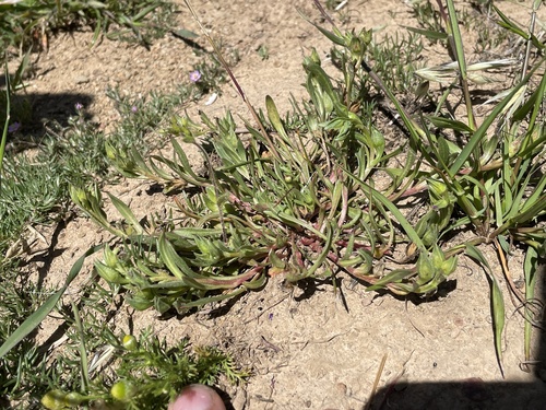 iNaturalist observation photo of redmaids