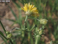 Crepis syriaca