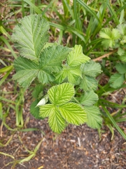 Rubus