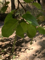 Coccoloba barbadensis