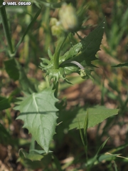 Crepis syriaca