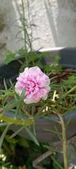 Portulaca