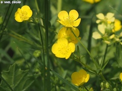 Ranunculus scandicinus