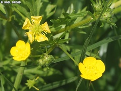 Ranunculus scandicinus