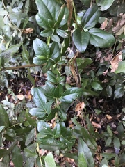 Lardizabala biternata