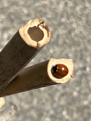 Coccinella californica