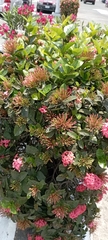 Ixora coccinea