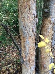 Nothofagus glauca