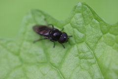 Melanogaster hirtella