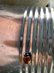 Coccinella californica