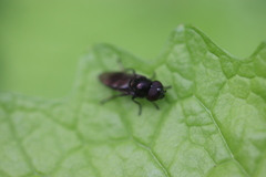 Melanogaster hirtella