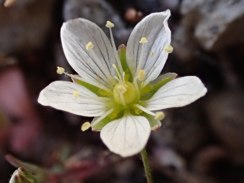 iNaturalist observation photo of Douglas' stitchwort