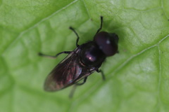 Melanogaster hirtella