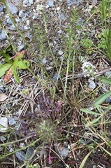 Teesdalia