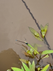 Acanthagrion trilobatum