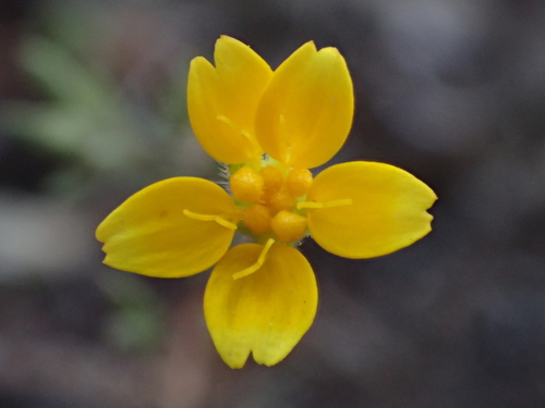 iNaturalist observation photo of goldfields