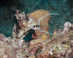 Canthigaster coronata