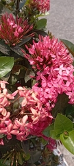 Ixora coccinea