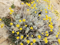 Helichrysum melitense