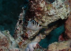 Canthigaster coronata