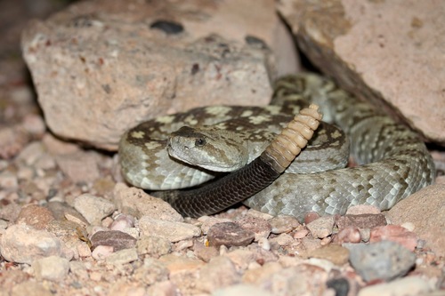 Eastern Black-tailed Rattlesnake