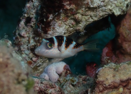Banded sharpnose pufferfish (Canthigaster coronata) — Tetraodontidae — 5