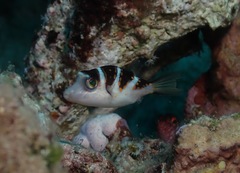 Canthigaster coronata
