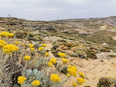 Helichrysum melitense
