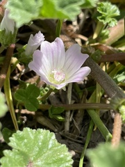 Malva neglecta
