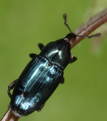 Aulacobaris