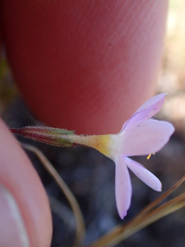 iNaturalist observation photo of Serpentine Leptosiphon