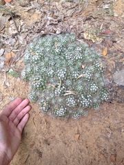 Escobaria missouriensis