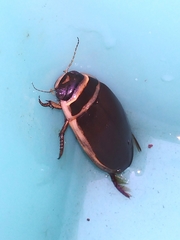 Dytiscus habilis