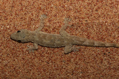 Hemidactylus platycephalus
