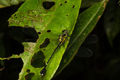 Leptogomphus sauteri formosanus