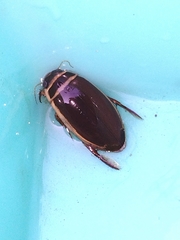 Dytiscus habilis